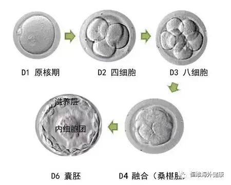 分钟带你了解胚胎级别，科学评估试管婴儿成功率！"
