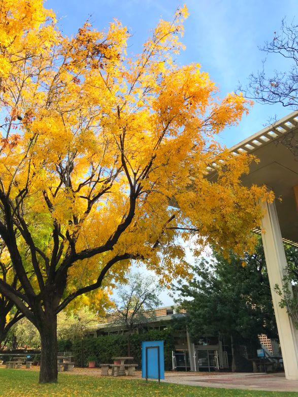 上海金苹果学校学费_上海金苹果学校校长胡_上海金苹果学校