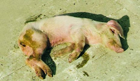 仔猪黄痢的诊断和治疗