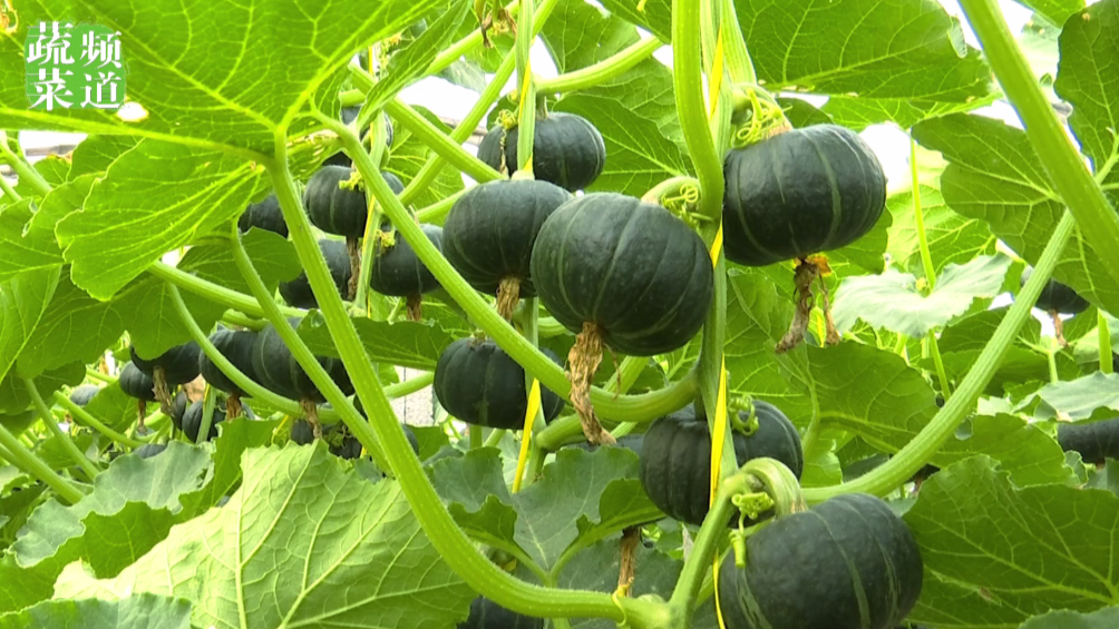 寿光网红贝贝南瓜变成致富金疙瘩