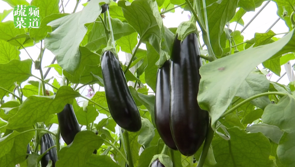 寿光纪台镇这个茄子棚个个精品一茬卖七千元
