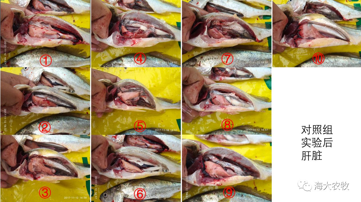 初步探索 | 大黄鱼"白鳃病"用这种方法防治,效果初显