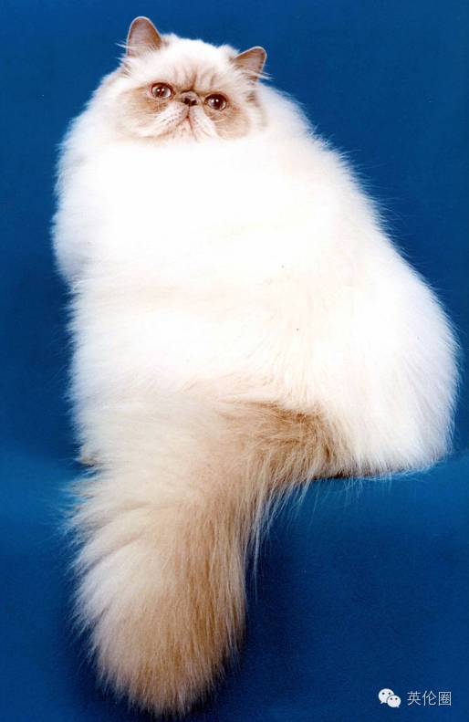 12個品種的英倫貓，哪隻最戳中你的萌點？ 寵物 第40張