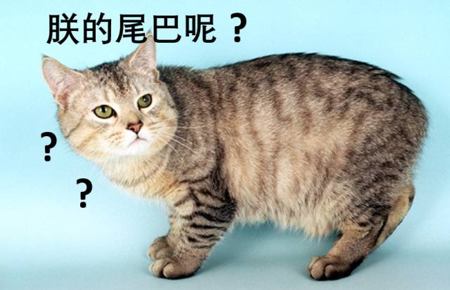 12個品種的英倫貓，哪隻最戳中你的萌點？ 寵物 第4張