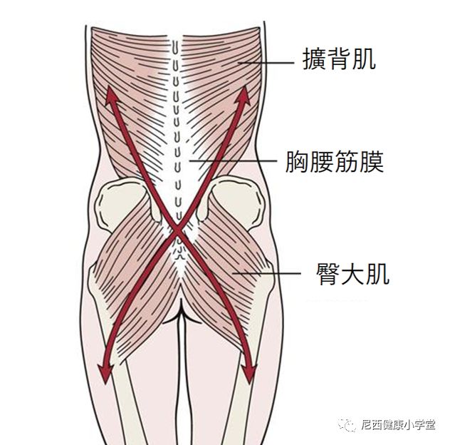 连结上下肢与腰痛的幕后推手 胸腰筋膜 尼西健康小学堂 微信公众号文章阅读 Wemp