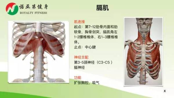 肋骨外翻的自我康復方案 附教學視頻 康復一家 微文庫