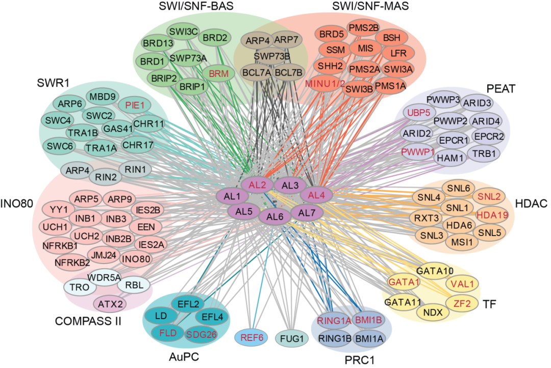 20241213-Molecular Plant-何新建-图2.AL蛋白与多种染色质相关蛋白互作.png