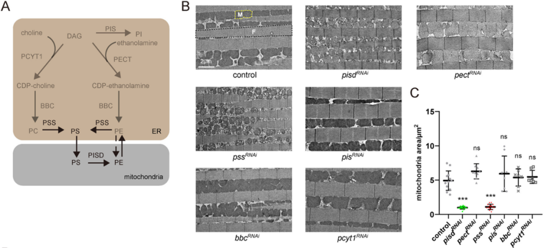 20241226-Plos Biology-王涛-图1. A，内质网和线粒体中常见磷脂合成代谢通路；B，C，敲低不同磷脂代谢酶对线粒体和果蝇运动能力的影响.png