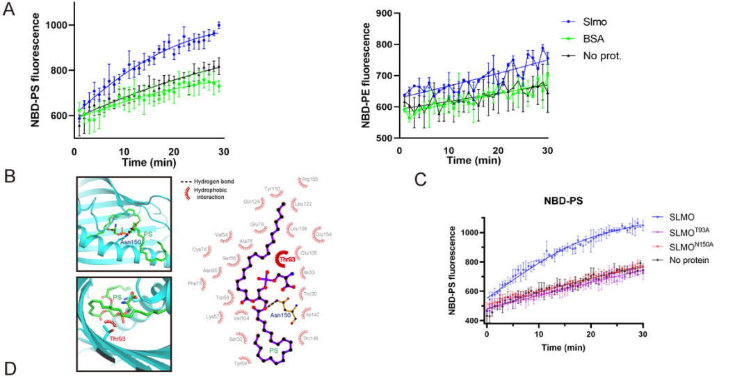 20241226-Plos Biology-王涛-图3. SLMO缺失可以抑制线粒体与内质网之间PSPE的交换SLMO具有体外转运PS的能力，T93和N150是结合PS的关键微位点.png