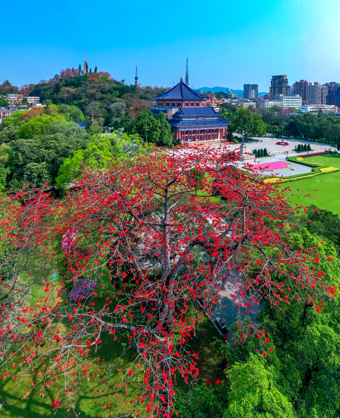 广州市花图片