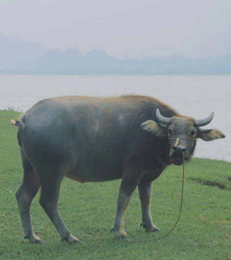 明媚生活放肆出发肇庆旅游必去景点推荐