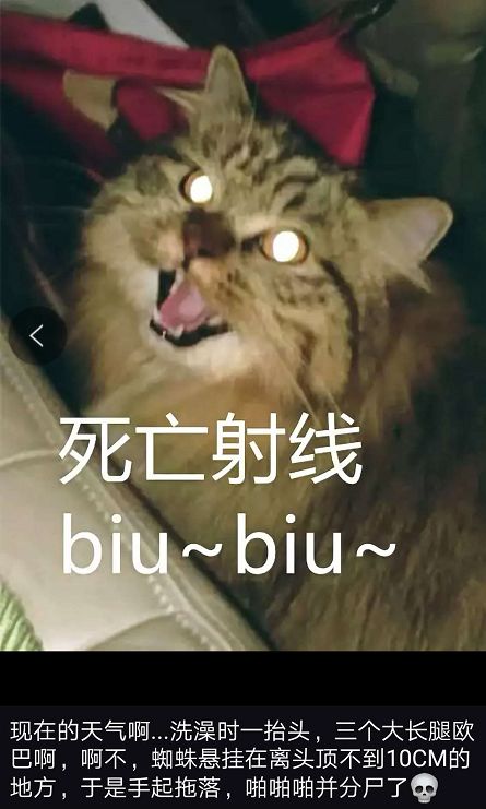 巨型蜘蛛生吞负鼠 ，澳洲人很淡定:日常操作！（组图） - 9