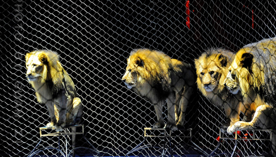 马戏团空降聊城月季公园萌宠猛兽杂技表演震撼来袭