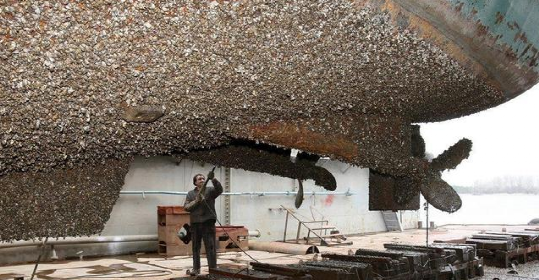 浅谈船舶污底说明！的图3