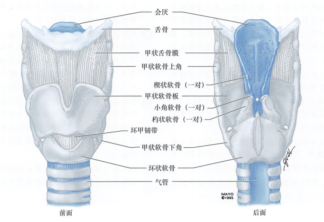 环杓关节解剖:由环状软骨的环杓关节面,杓状软骨底面及环杓侧肌,环杓