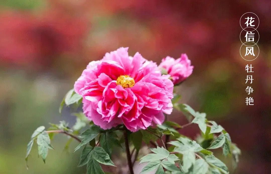 谷雨:飘进了唐诗宋词里的谷雨 谷雨:飘进了唐诗宋词里的谷雨