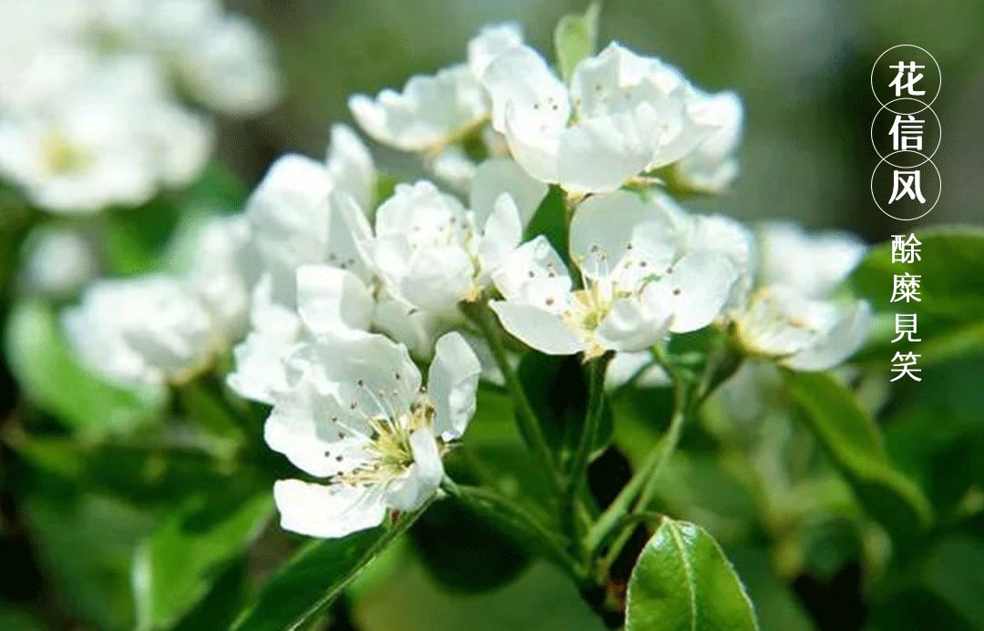 谷雨:飘进了唐诗宋词里的谷雨 谷雨:飘进了唐诗宋词里的谷雨