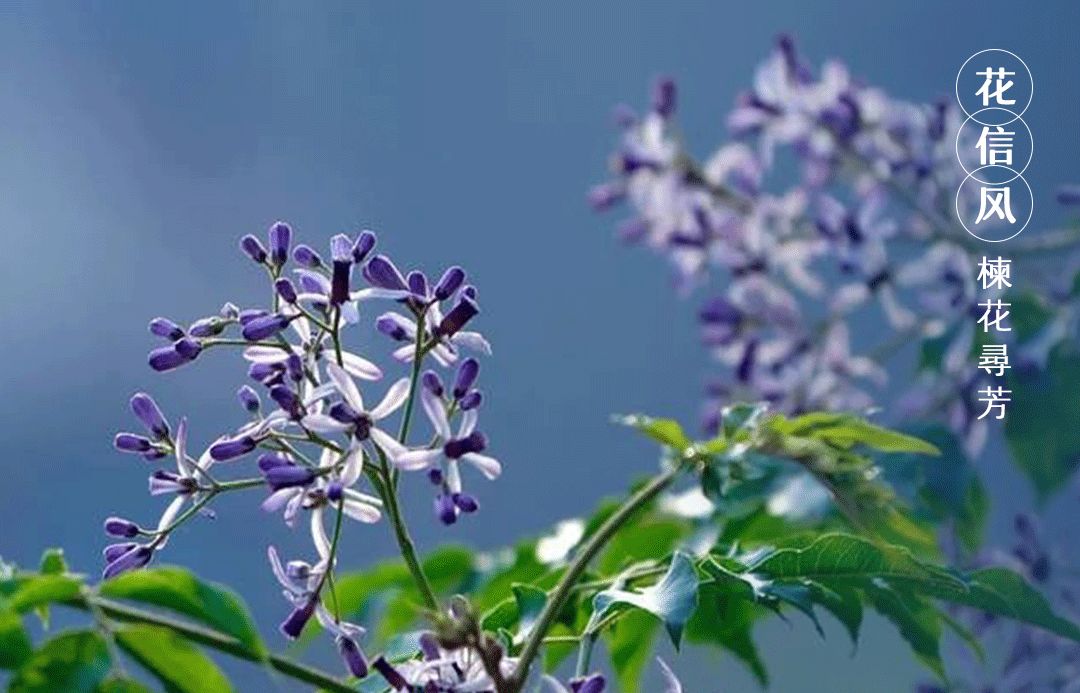 谷雨:飘进了唐诗宋词里的谷雨 谷雨:飘进了唐诗宋词里的谷雨