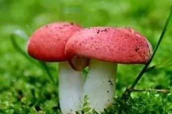 同样吃的安惠产品，为什么有些人见效快、有些人见效慢？