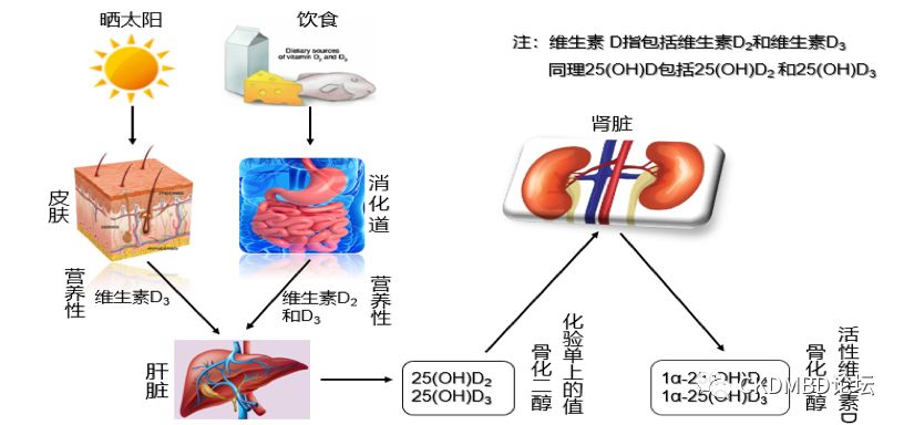 关于维生素d的几个为什么 