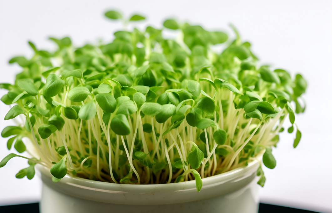 春吃芽夏吃瓜推荐6种美味的芽菜一起买来尝尝鲜吧