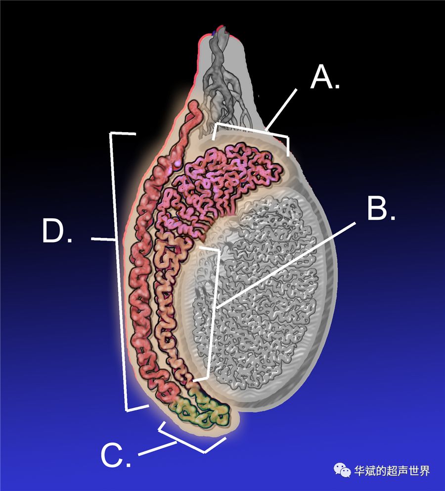 附睾炎为什么好发于附睾尾