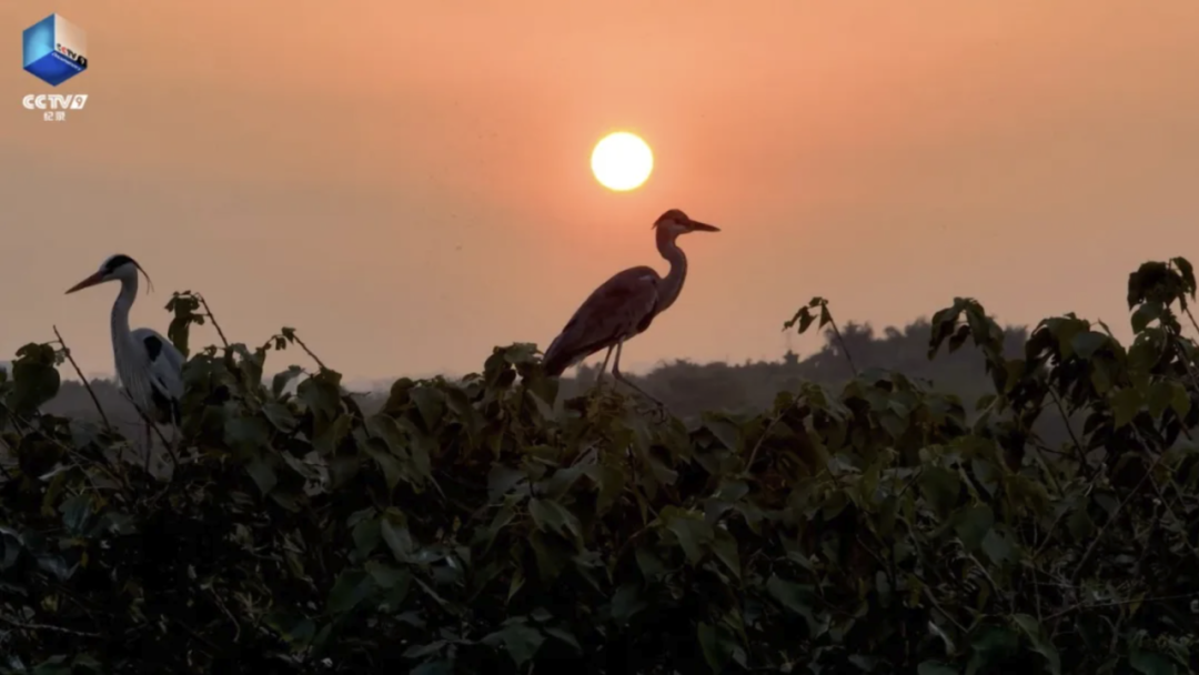 △纪录片《野性广东》