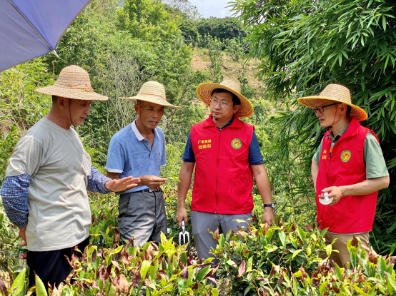 茶树旱害救灾，有我茶叶轻骑兵