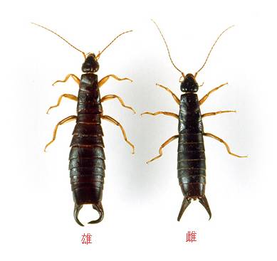 "肥螋"——我来你家只为打秋风