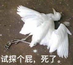 澳洲政府宣布航班停飞的那一刻，我才发现，疫情过后，我在悉尼最想见的是你...（组图） - 13