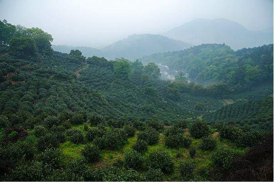 “亚洲车神”曾凡仁先生代言艺茗佳人®“白莺山”普洱茶