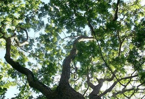 1公斤9000元，木屑浸泡后，水会变成绿色，被誉为中国最贵的