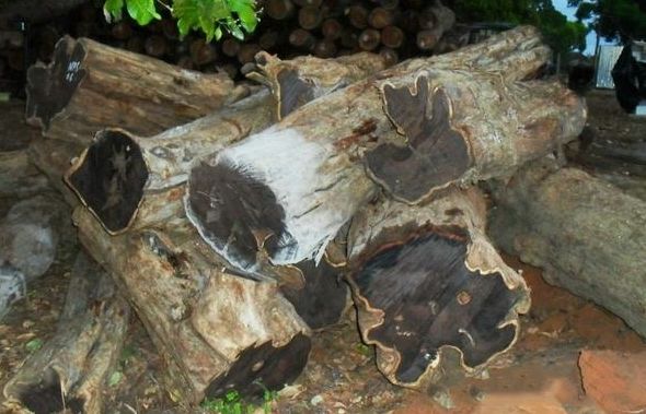 红木百科：认识"紫光檀"（东非黑黄檀）