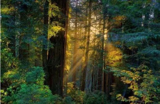 红木养生：道出“唐僧”不老之谜