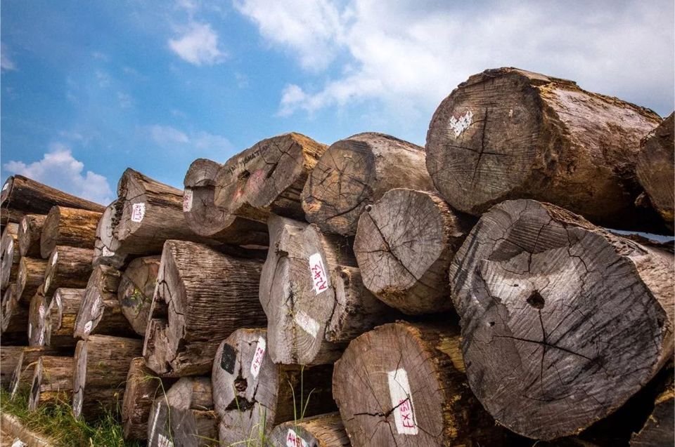 红木家具，为什么我选缅甸花梨？