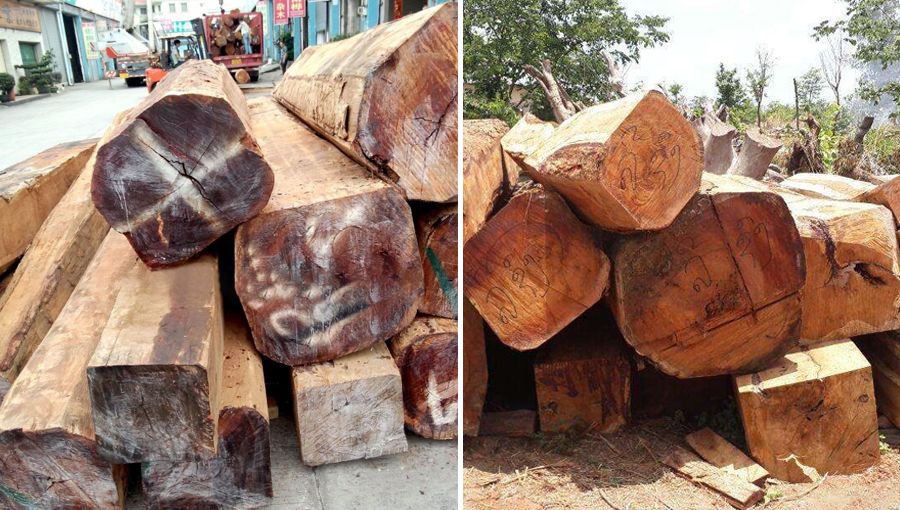 大果紫檀（缅甸花梨）和鸟足紫檀哪个“贵”？