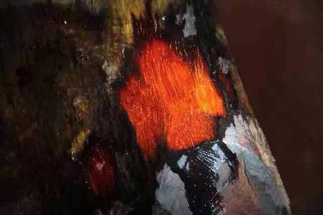 皇帝都爱用的木头：中国古代“四大名木”！