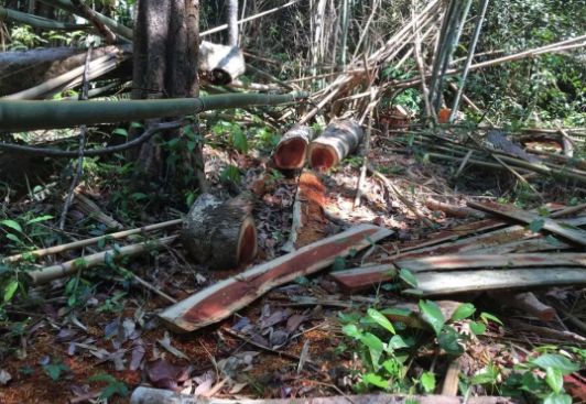 东南亚红木背后有多少隐痛和心酸