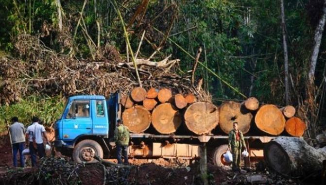 缅甸花梨2年翻一翻？缅甸花梨价格上涨的理由？