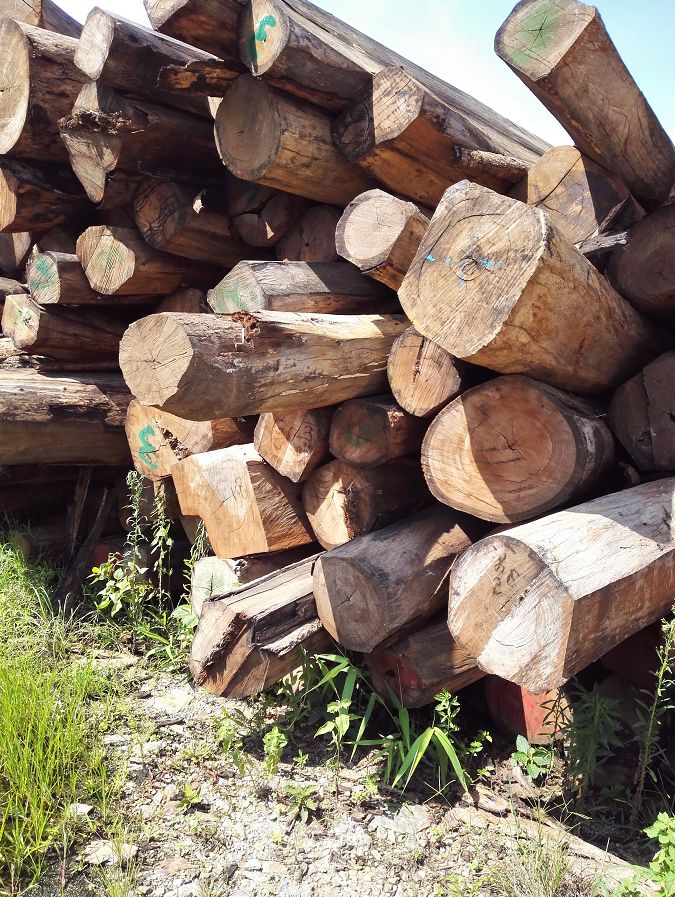 “木头”都快没了，缅甸花梨想不追捧都难！