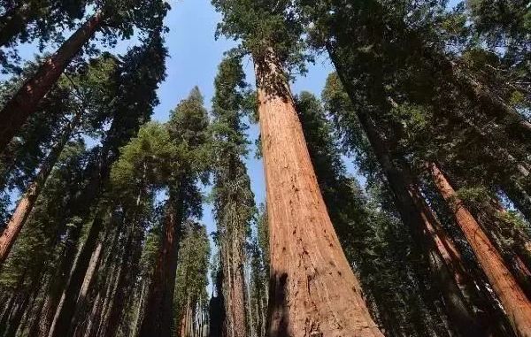 家有红木养生，身心健康，不老一生！