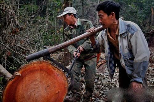 红木科普——缅甸花梨的“毛遂自荐”