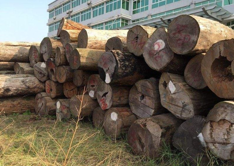 缅花闺秀，恰似木的温柔！