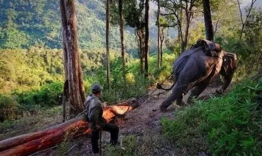 这14种"花梨"中，只有5种是真的！各种