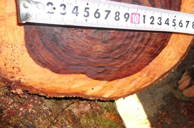 缅甸花梨木的“三国归晋”故事