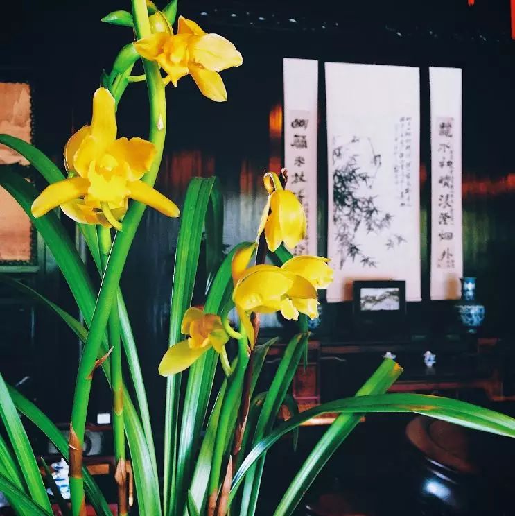 红木家具四大“密友”，让你的家更有韵味和品位！