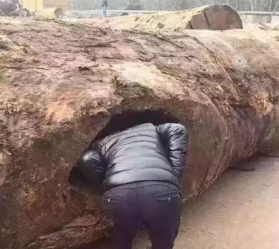 印度800年树王被中国土豪买下，只为车珠子，简直暴殄天物！