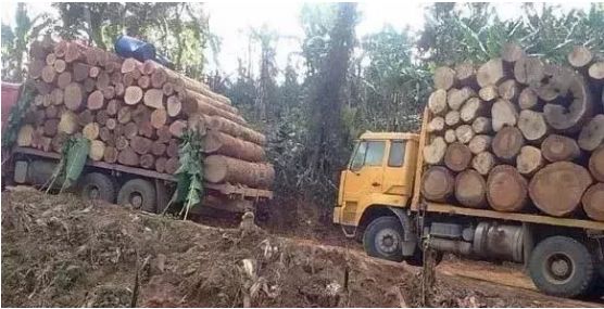 史上第一次：缅甸木材资源渐少，价格飚涨，首次进口原木！