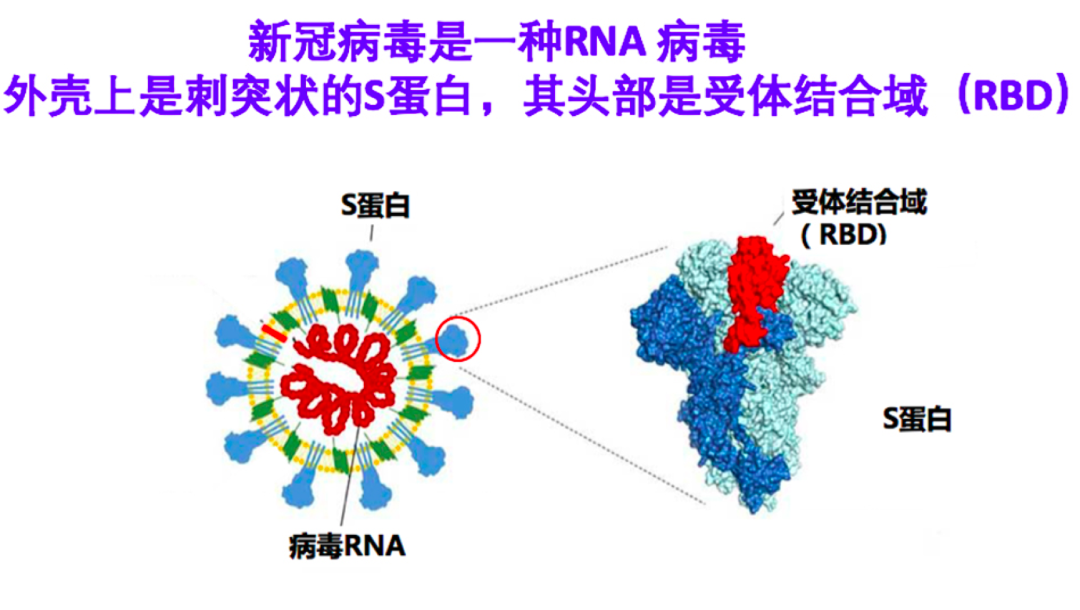 北京大学谢晓亮教授:单细胞基因组学迎战新冠肺炎 - biopic网站中文版