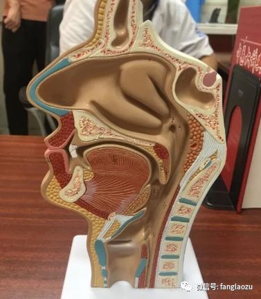 鼻炎患者最易入的三大误区，有没有你……？